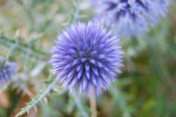 Chardon Bleu