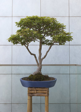 Bonsai tree in pot in front of wall