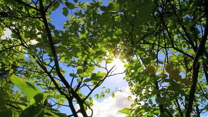 Sunlight through leaves during summer day