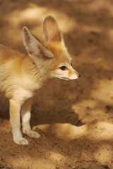 Fototapeta premium fennec