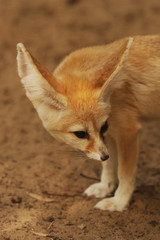 fennec