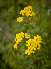 Yellow Tansy on the sunny day