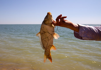 fish caught in the hand