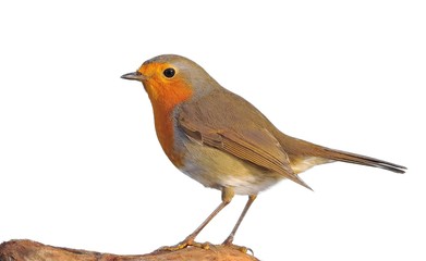 Robin.