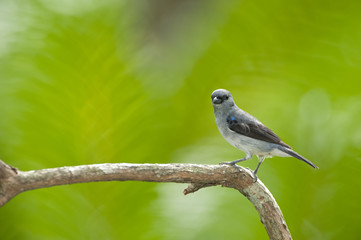 Plain-Colored Tanager