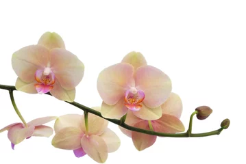 Garden poster Orchid Orchid isolated on white background