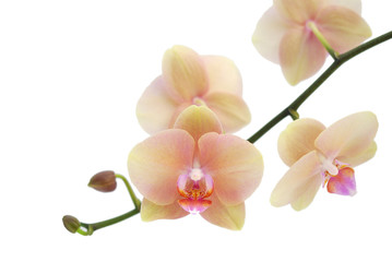 Naklejka na ściany i meble Orchid isolated on white background