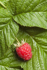 Berries of a raspberry on leaves, a close up