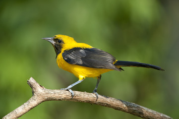 Yellow-backed Oriole