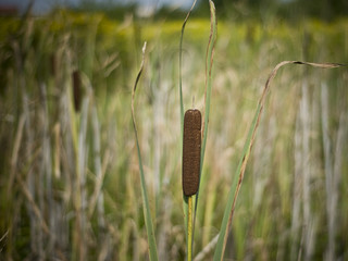 Sweet flags (Acorus Calamus)