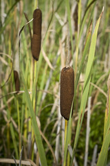 Sweet flags (Acorus Calamus)