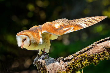 Barn Owl Tyto Alba