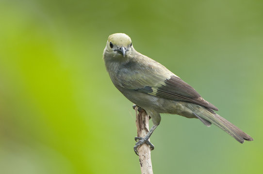 Palm Tanager