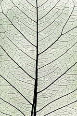 tree leaf close up