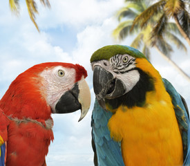 Parrots