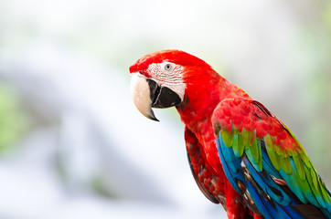 The Magnificent Green Wing Macaw
