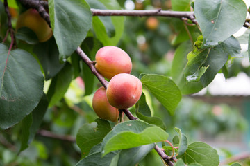 apricots on the tree on the nature