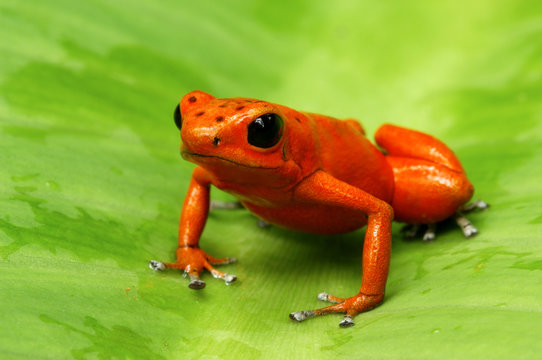 Strawberry Poison-dart Frog, Dendrobates pumilio, Bocas del Toro, Panama - stock photo