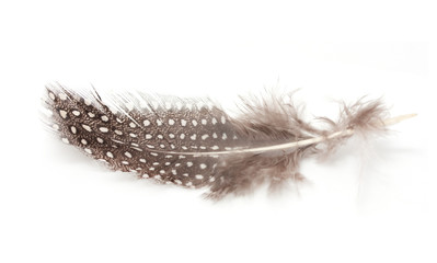 feather of a bird on a white background