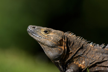 Fototapeta premium Black spiny-tailed iguana