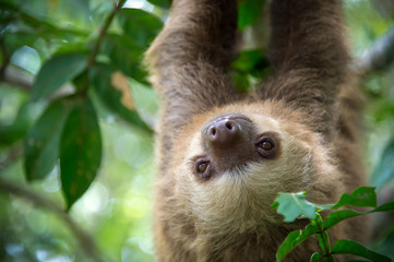 Two-toed sloth - obrazy, fototapety, plakaty