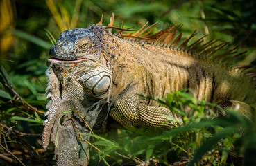 Green Iguana in the wild