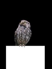 Little Owl.