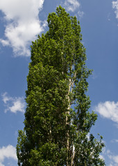 beautiful trees in the mountains on the nature