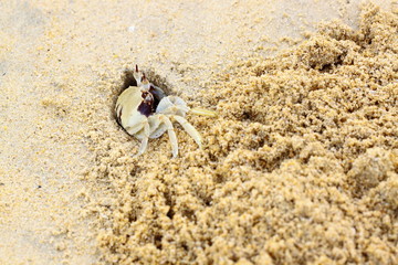 Crab wind is digging excavation for its evasion