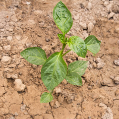 bush potatoes on the nature