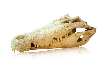 Saltwater crocodile skull, clipping path