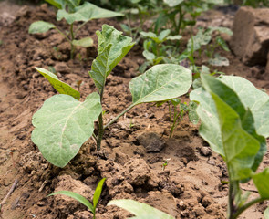 bush potatoes on the nature