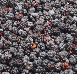 Many fresh blackberry (rubus) as nature background