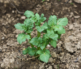 bush potatoes on the nature