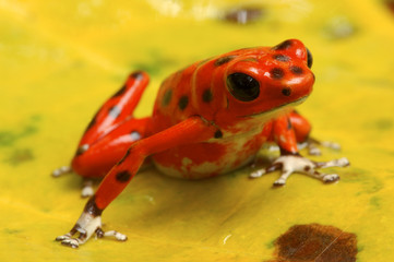 Dart Poison frog