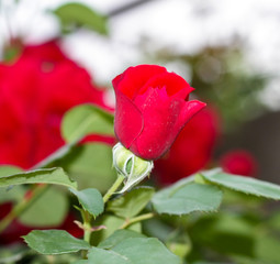 a rose on the nature