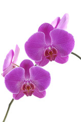 Isolated violet orchid