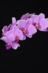 Branch of violet orchids on black