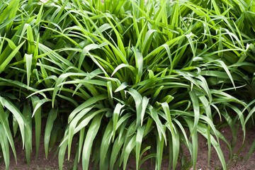 beautiful backdrop of green grass