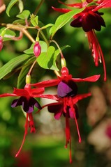 Fuchsie - Fuchsia 01