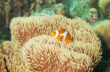 little orange clownfish in anemones