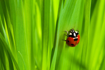cute ladybug on the grass