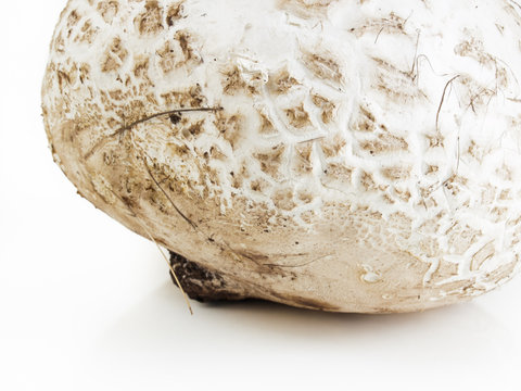 Puffball