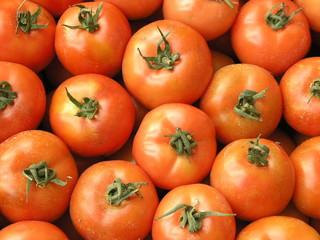 Piles of tomatoes on a farm