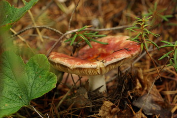 Mushroom