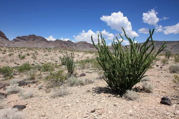 Route 66 - Désert de Mohave (Ocotillo)