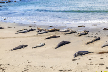 Sealions at the beach