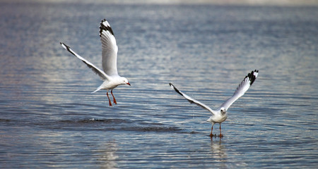 Gabbiani nel fiume Swan, Perth, Australia