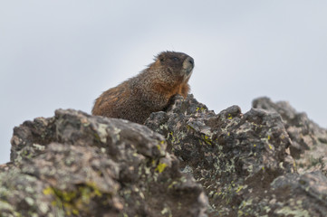 Marmot