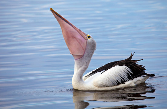 Pellicano nel fiume Swan, Peerth, Australia